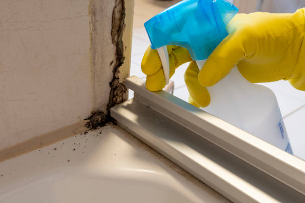 Attic Mold Removal in Lake Kiowa, TX