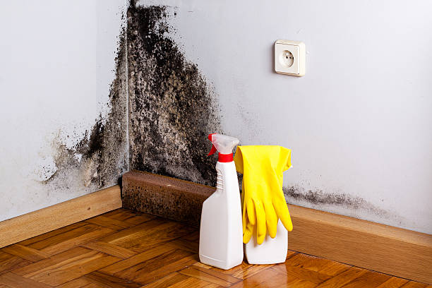 Best Toxic Mold Removal  in Lake Kiowa, TX