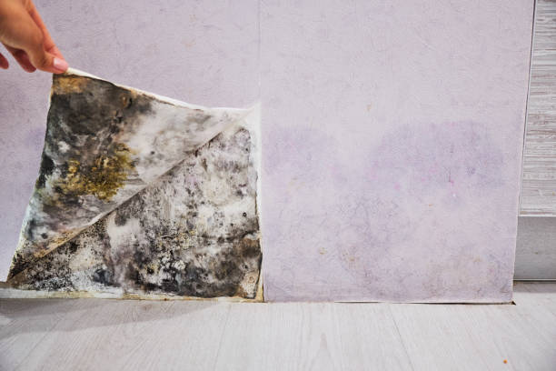Best Mold Cleaning Services  in Lake Kiowa, TX